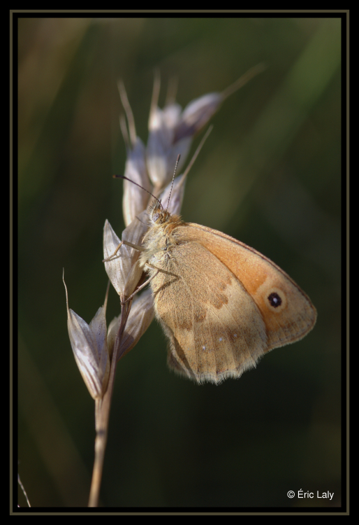 Papillon100.jpg