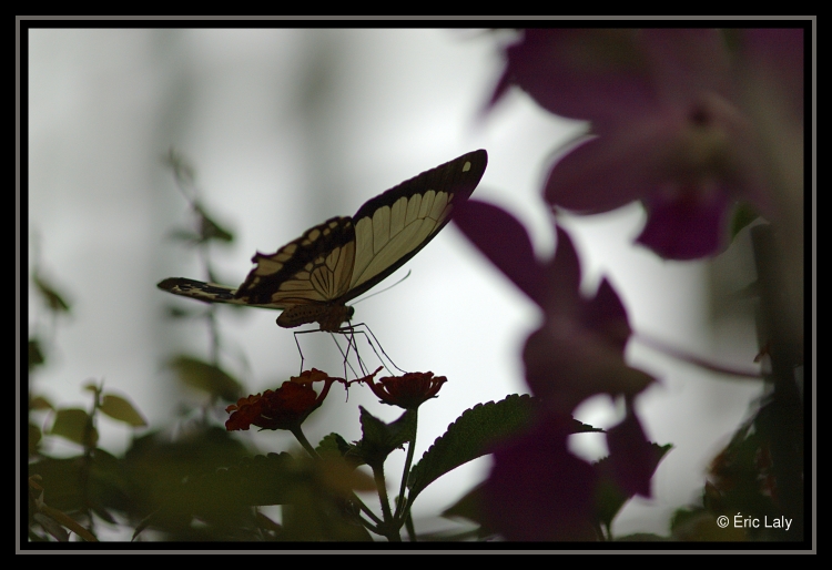 Papillon104.jpg